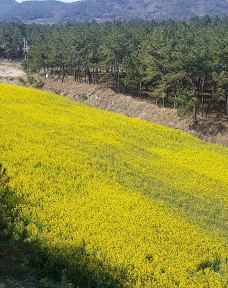 Sinan Tulip Festival-新安郡