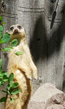 Chemnitz Zoo-开姆尼茨