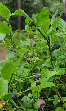 Rokkestenen-伯恩霍尔姆