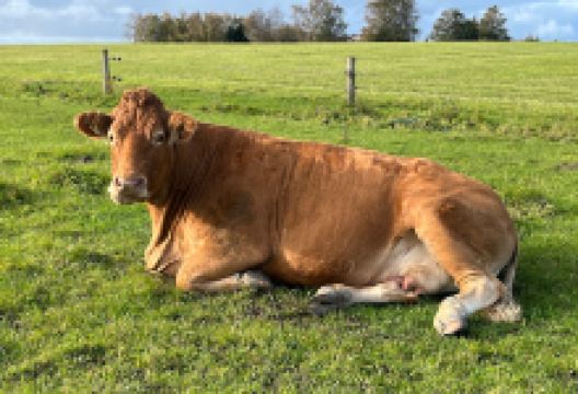 Tissø Vikingecenter景点图片