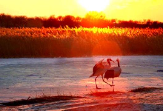 科尔沁国家级自然保护区景点图片