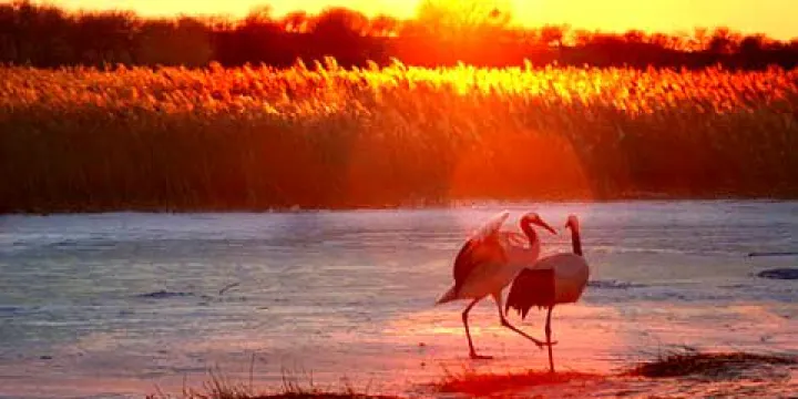 科爾沁珍禽自然保護區