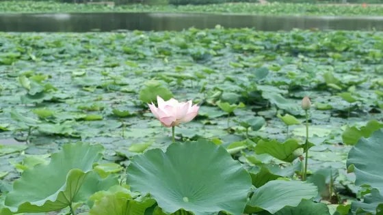 小西湖公園