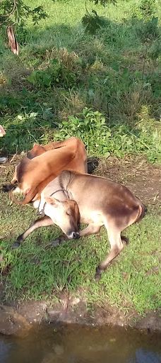 Attidiya Bird Sanctuary-代希瓦勒－芒特拉维尼亚