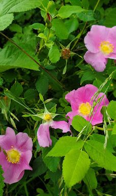 Jackson-Frazier Wetlands-本顿县