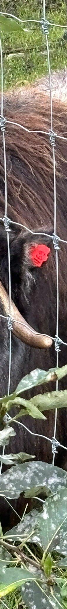 Large Animal Research Station-科利奇