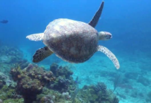 Dive Experience购物图片