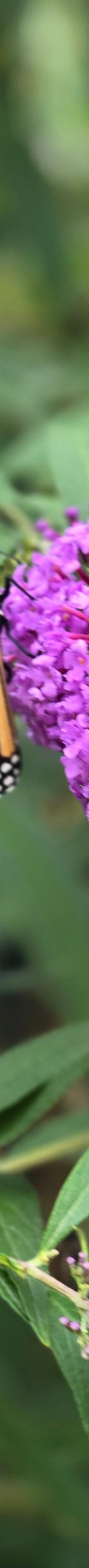 谢尔本博物馆-谢尔本