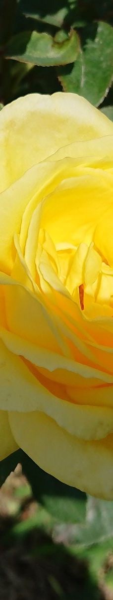 日本最大 鹿屋玫瑰园-鹿屋市