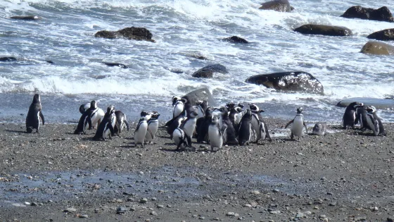 Seno Otoway Penguin Colony