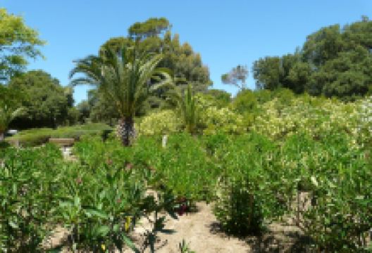Parc Areca Jardin Botanique景点图片