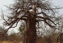 Musina Nature Reserve景点图片