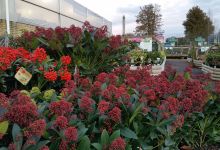 Buckingham Nurseries & Garden Centre购物图片