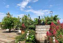 Weingut Söll景点图片