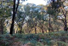 Greens Bush景点图片