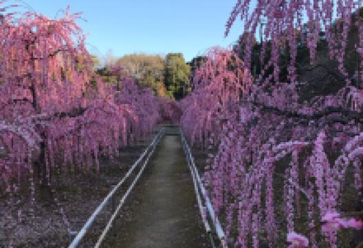 菅原神社景点图片