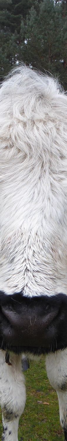 Avon Heath Country Park-圣艾夫斯