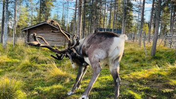 Saariselka Reindeer Farm