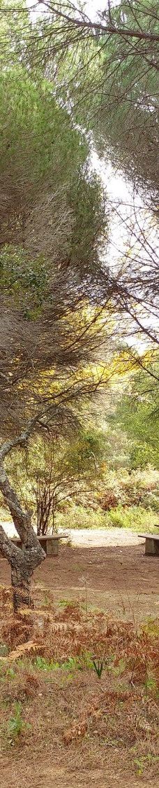 El Pinar del Rey-圣罗克