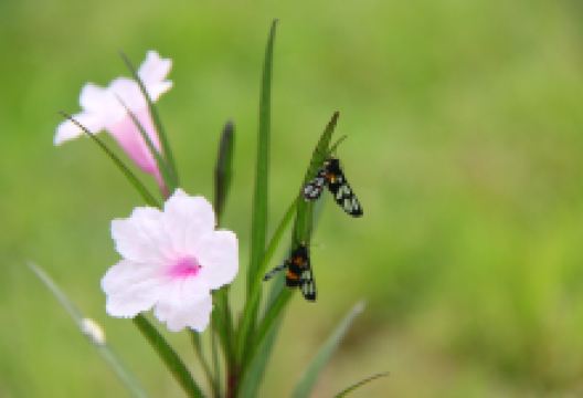 Wongwan Strawberry Farm景点图片