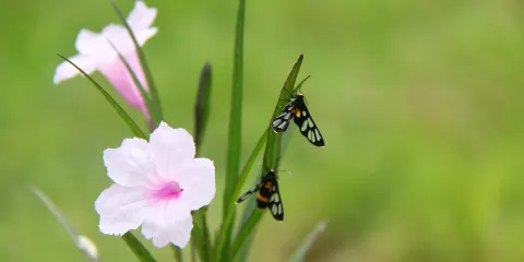 Wongwan Strawberry Farm