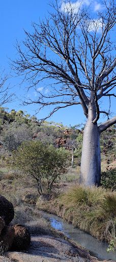 Violet Valley Campground-奥德里弗