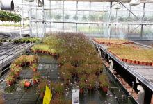 Gartenbau Weilbrenner购物图片
