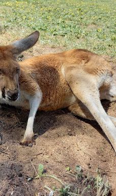 Bunbury Wildlife Park-South Bunbury