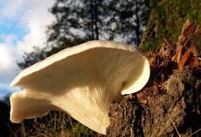 Buttermoor - Butterbargsmoor Nature Reserve景点图片