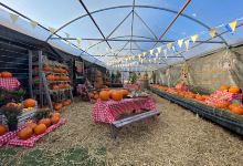 Oaklands Garden Centre Swalwell购物图片