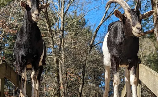Winslow Farm Animal Sanctuary