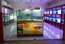 Sk arowana购物图片