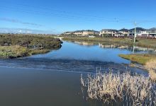 Cheetham Wetlands景点图片