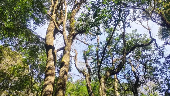 九甲千家寨2700年野生茶樹王