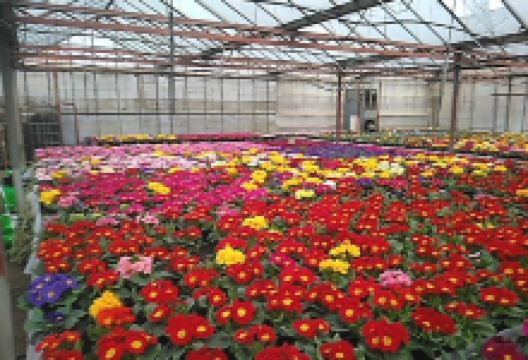 Gonda Bt.购物图片