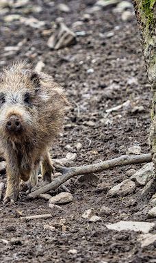Bilsteintal: Tropfsteinhöhle und Wildpark in Warstein-瓦尔施泰因