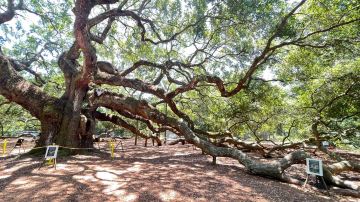 Angel Oak Tree