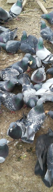 Parco della Pellerina-都灵