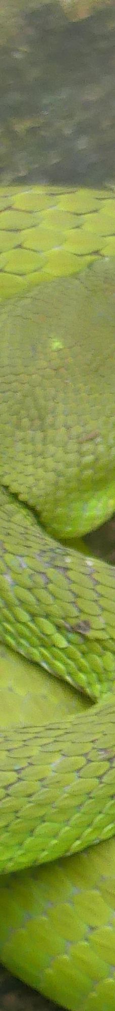 Dong Tam Snake Farm-周城县