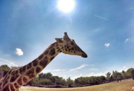 Zoo Queretaro Wameru景点图片