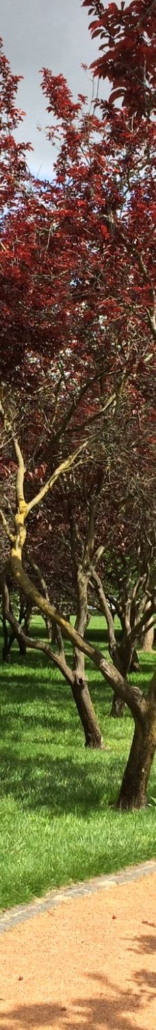 Lennox Gardens-亚拉伦拉