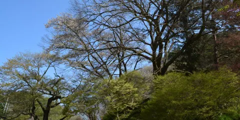 Sakuramoto Park
