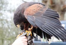 Roedel Falconry景点图片