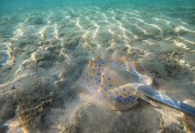 Coral reef Makadi Bay景点图片