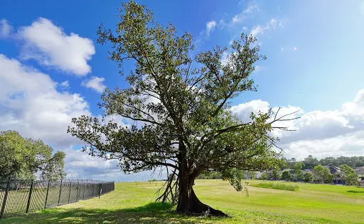 Bella Vista Farm Park