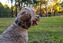 Kenna Street Park (John Goss Reserve)景点图片