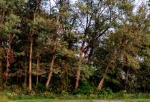 Stambaugh Park景点图片