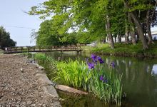 石橋あやめ園景点图片