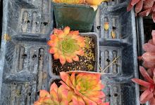Sandy's Bloom Central购物图片