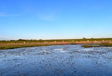 Hundestrand Friedrichskoog Spitze景点图片